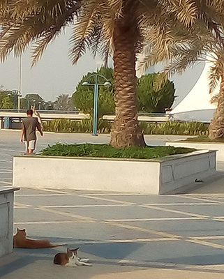 AbuDhabi_cat1_124136.jpg