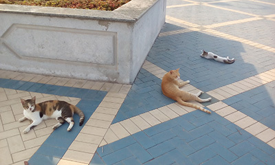 AbuDhabi_cat2_124210.jpg