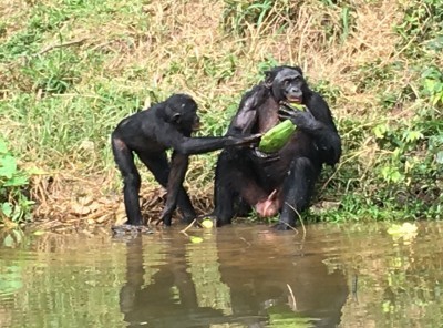Bonobo_9564.jpg