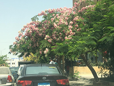 Egypt_flower_10.jpg