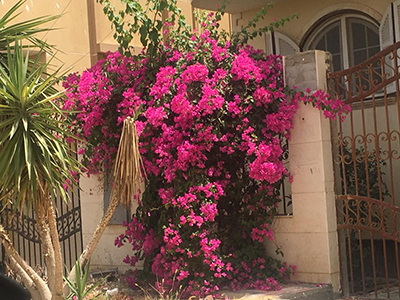 Egypt_flower_11.jpg