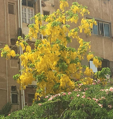 Egypt_flower_12.jpg