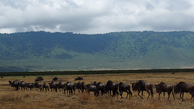 Ngorongoro_P7061414_400.jpg