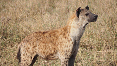 Serengeti_P7040877_400.jpg