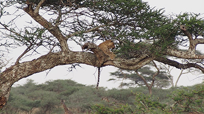 Serengeti_P7040922_400.jpg
