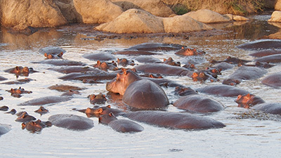 Serengeti_P7040933_400.jpg