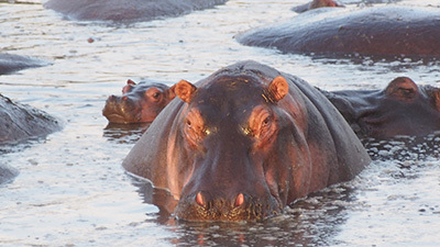 Serengeti_P7040936_400.jpg