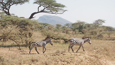 Serengeti_P7050991_400.jpg