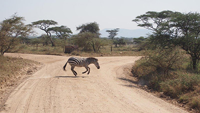 Serengeti_P7050993_400.jpg
