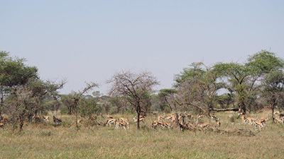 Serengeti_P7051019_400.jpg