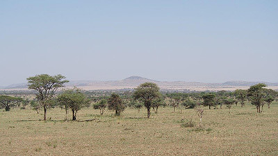 Serengeti_P7051023_400.jpg