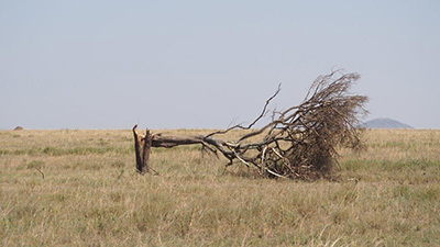 Serengeti_P7051031_400.jpg