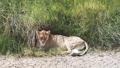 Serengeti_P7051034_400.jpg