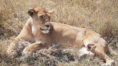 Serengeti_P7051050_400.jpg