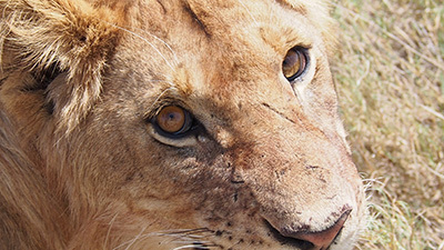 Serengeti_P7051061_400.jpg