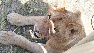 Serengeti_P7051065_400.jpg