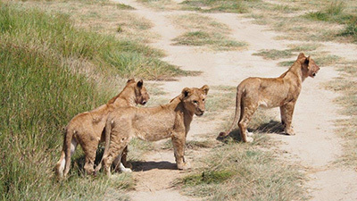 Serengeti_P7051126_400.jpg