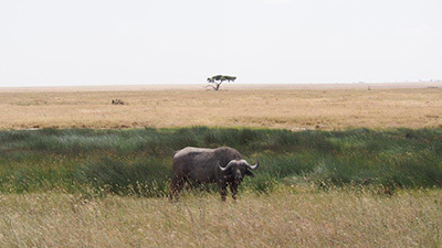 Serengeti_P7051129_400.jpg