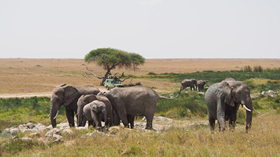 Serengeti_P7051151_400.jpg
