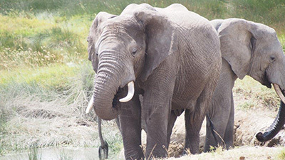 Serengeti_P7051200_400.jpg