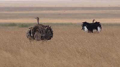 Serengeti_P7051227_400.jpg