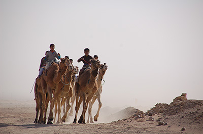 Sinai Camel Race_4000 _400.jpg