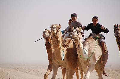 Sinai Camel Race_4031_400.jpg