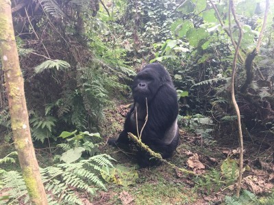 VNP_gorilla_10.jpg