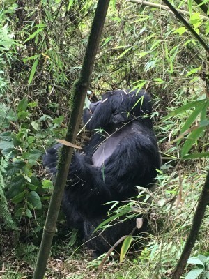 VNP_gorilla_14.jpg
