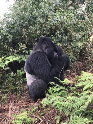 VNP_gorilla_28.jpg