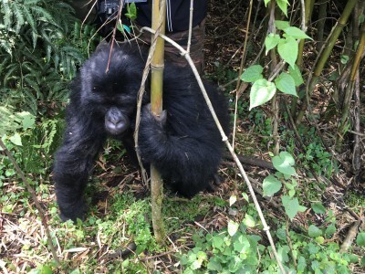 VNP_gorilla_36.jpg
