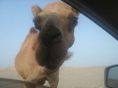 camel01_500.jpg