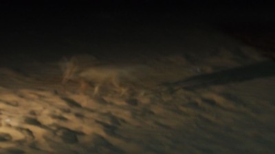 fennec01.jpg