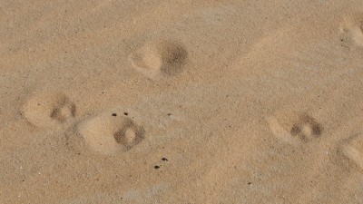 fennec03.jpg