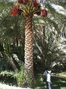 oman54oman54.jpg