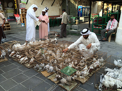 qatar15_IMG_1640_400.jpg